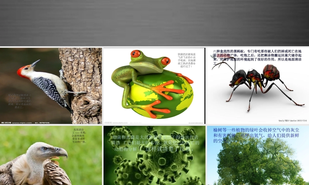 秋二年级语文上册《地球的清洁工》课件3 冀教版-冀教版小学二年级上册语文课件