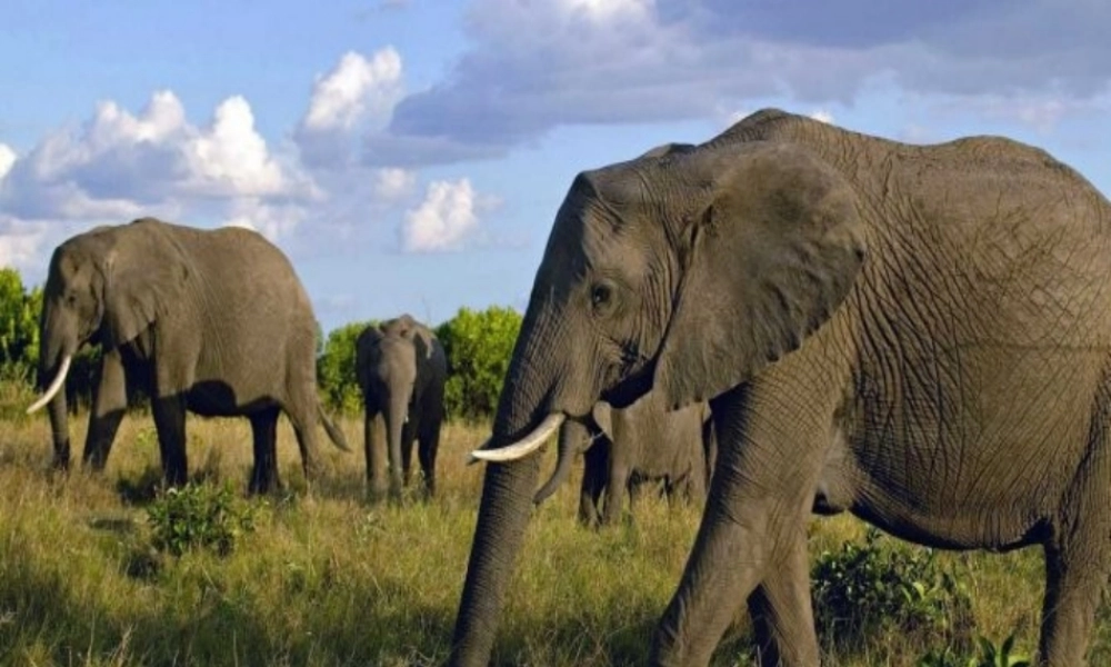 秋二年级语文上册《盲人摸象》课件1 冀教版-冀教版小学二年级上册语文课件