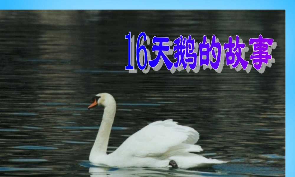 秋三年级语文上册《天鹅的故事》课件1 沪教版-沪教版小学三年级上册语文课件