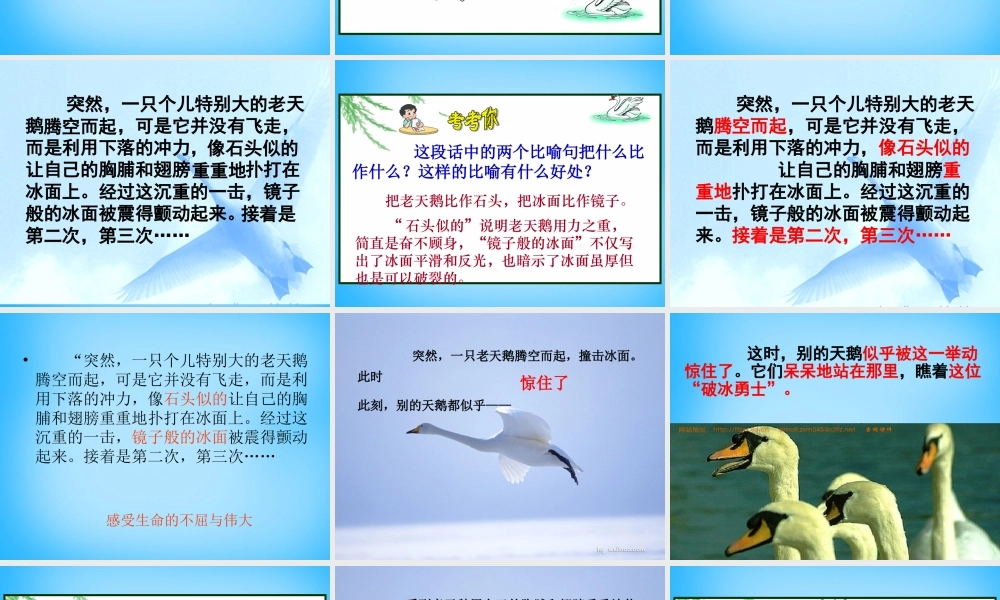 秋三年级语文上册《天鹅的故事》课件1 沪教版-沪教版小学三年级上册语文课件