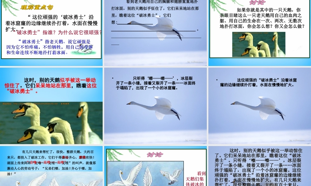 秋三年级语文上册《天鹅的故事》课件1 沪教版-沪教版小学三年级上册语文课件