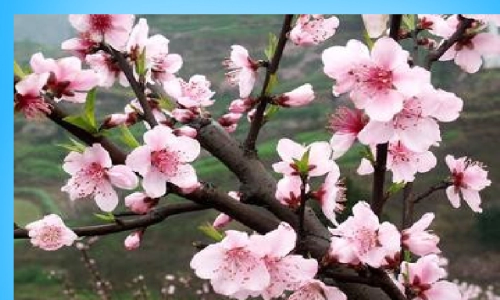 秋二年级语文上册《古诗诵读 大林寺桃花》课件1 沪教版-沪教版小学二年级上册语文课件