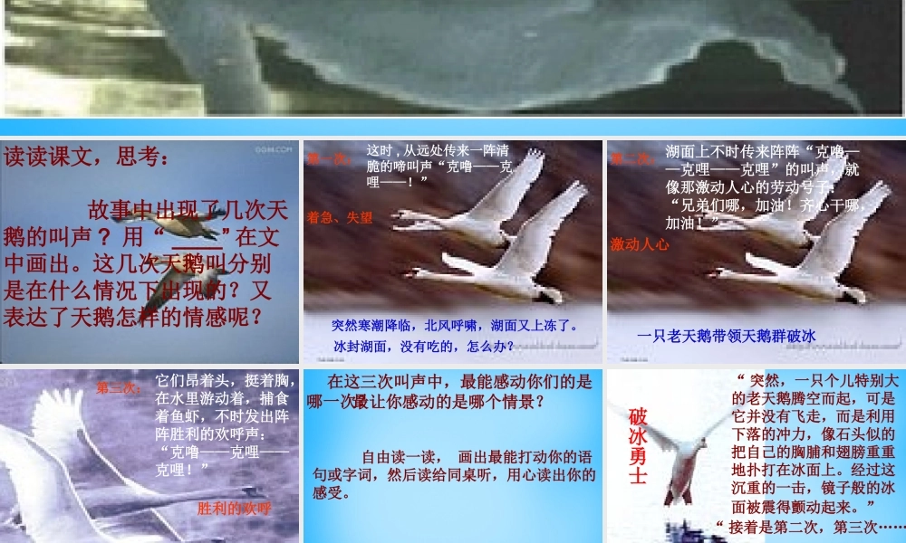 秋三年级语文上册《天鹅的故事》课件3 沪教版-沪教版小学三年级上册语文课件