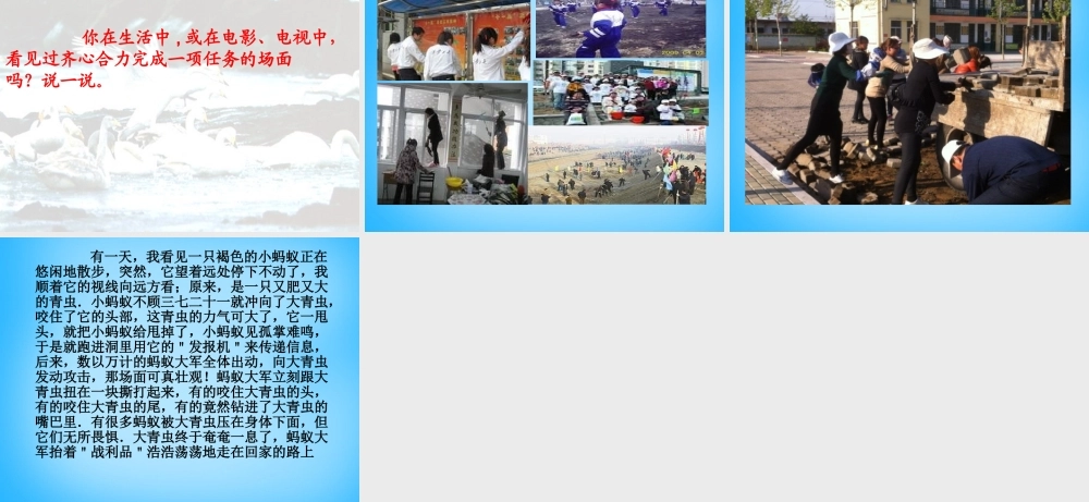 秋三年级语文上册《天鹅的故事》课件3 沪教版-沪教版小学三年级上册语文课件