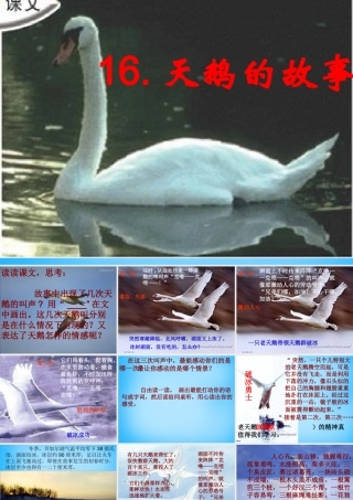 秋三年级语文上册《天鹅的故事》课件3 沪教版-沪教版小学三年级上册语文课件