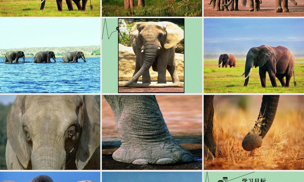 秋二年级语文上册《盲人摸象》课件4 冀教版-冀教版小学二年级上册语文课件