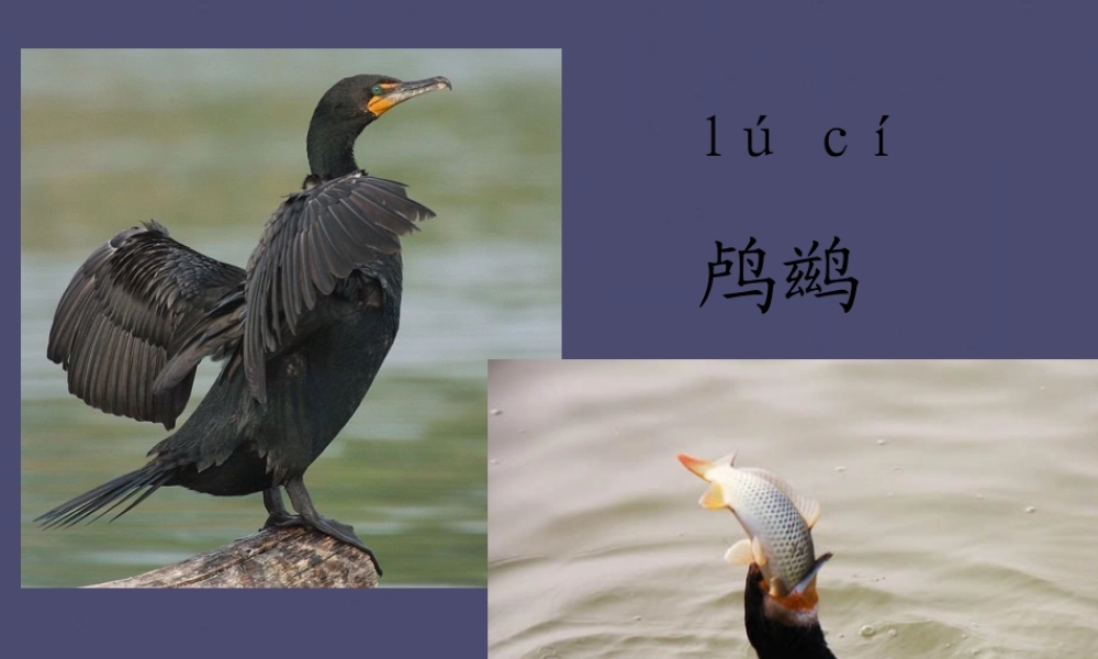 秋五年级语文上册《动物二章》课件3 冀教版-冀教版小学五年级上册语文课件