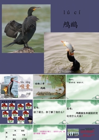 秋五年级语文上册《动物二章》课件3 冀教版-冀教版小学五年级上册语文课件