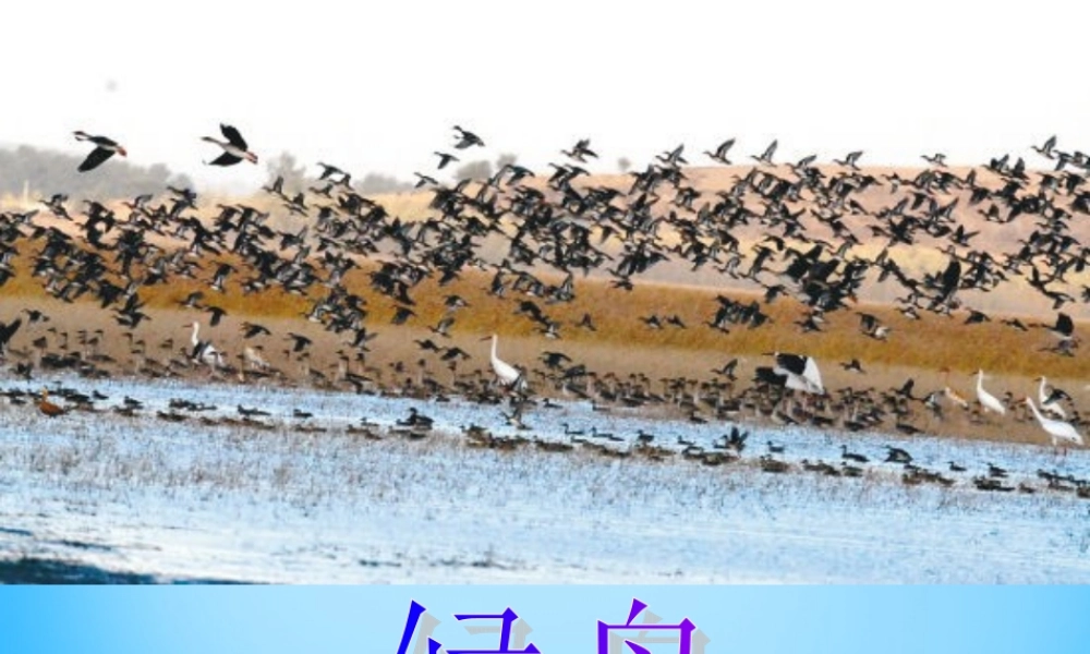 秋一年级语文上册《燕子南飞》课件1 沪教版-沪教版小学一年级上册语文课件