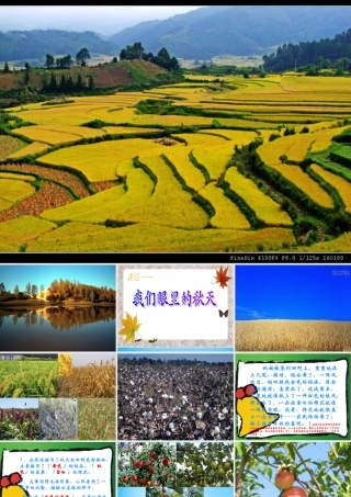 秋三年级语文上册《我眼中的秋天》课件2 沪教版-沪教版小学三年级上册语文课件