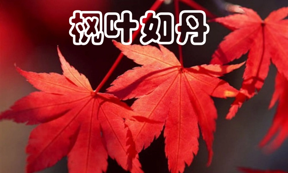 秋五年级语文上册《枫叶如丹》课件1 北师大版-北师大版小学五年级上册语文课件