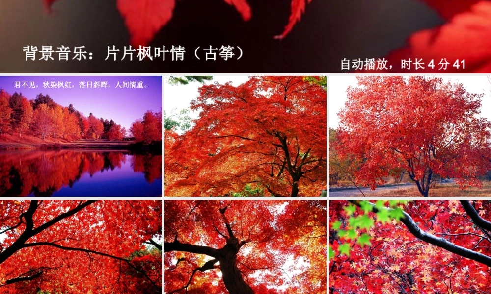 秋五年级语文上册《枫叶如丹》课件1 北师大版-北师大版小学五年级上册语文课件