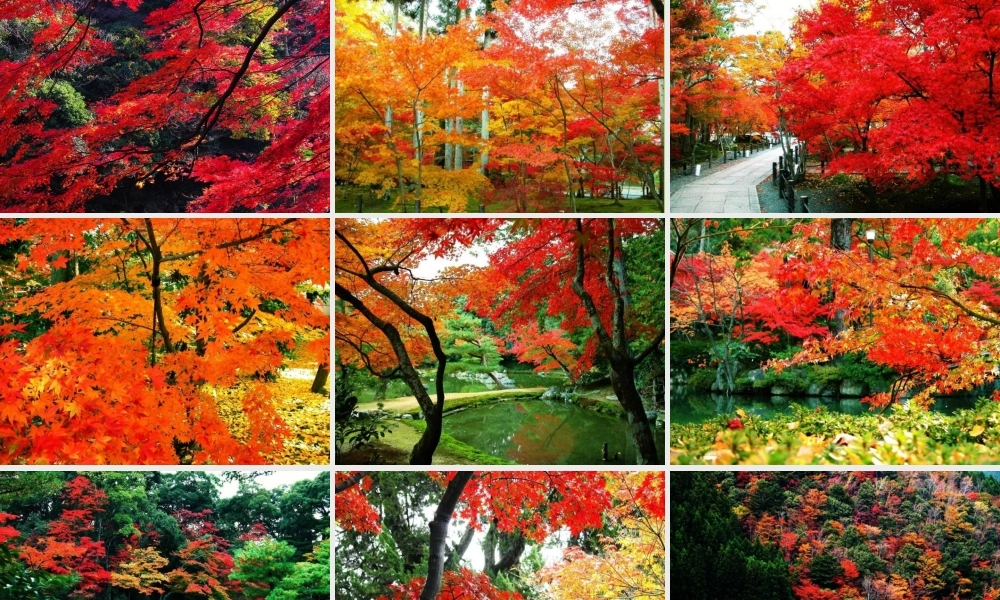 秋五年级语文上册《枫叶如丹》课件1 北师大版-北师大版小学五年级上册语文课件