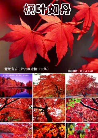 秋五年级语文上册《枫叶如丹》课件1 北师大版-北师大版小学五年级上册语文课件