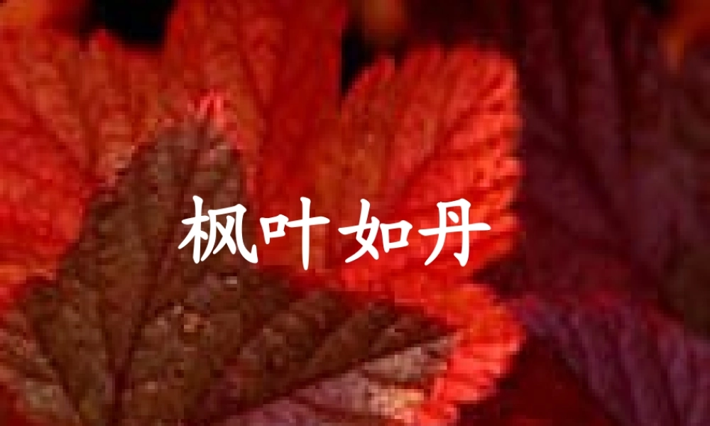 秋五年级语文上册《枫叶如丹》课件2 北师大版-北师大版小学五年级上册语文课件