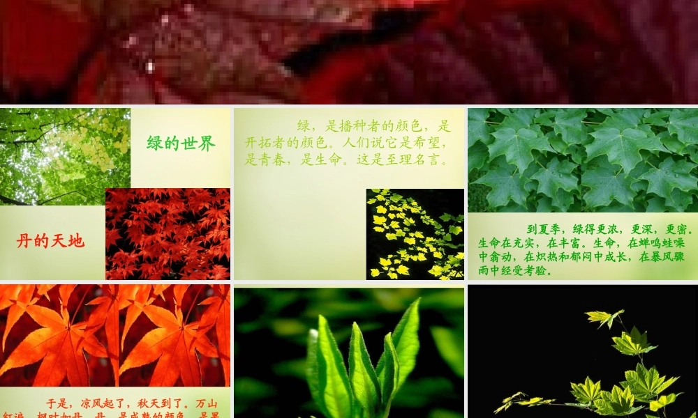 秋五年级语文上册《枫叶如丹》课件2 北师大版-北师大版小学五年级上册语文课件