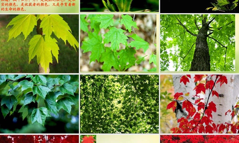 秋五年级语文上册《枫叶如丹》课件2 北师大版-北师大版小学五年级上册语文课件