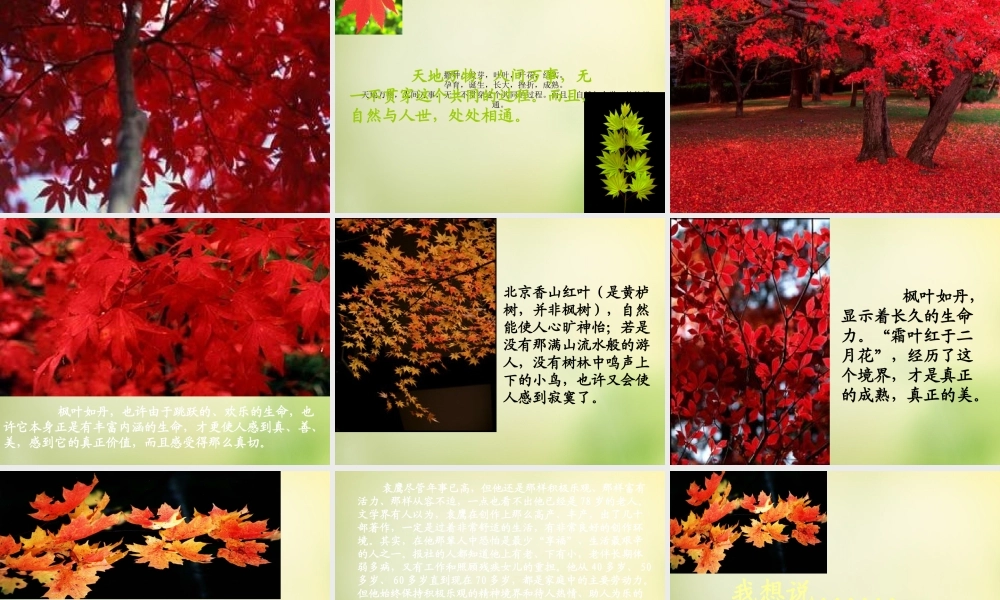 秋五年级语文上册《枫叶如丹》课件2 北师大版-北师大版小学五年级上册语文课件