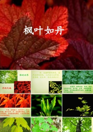 秋五年级语文上册《枫叶如丹》课件2 北师大版-北师大版小学五年级上册语文课件