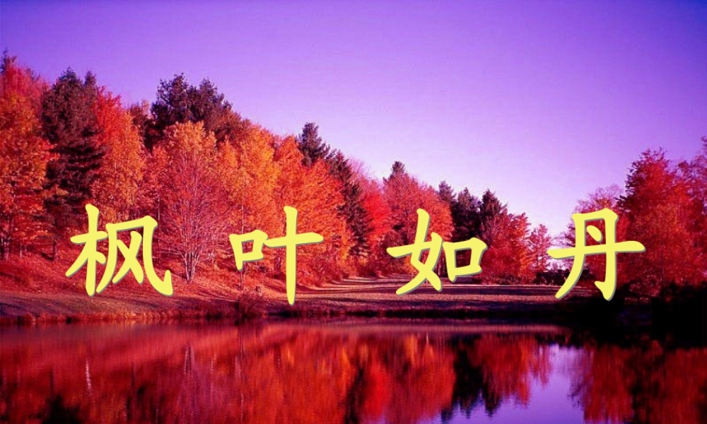 秋五年级语文上册《枫叶如丹》课件3 北师大版-北师大版小学五年级上册语文课件