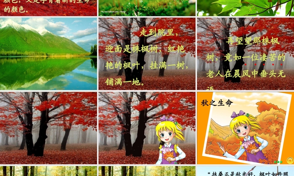 秋五年级语文上册《枫叶如丹》课件3 北师大版-北师大版小学五年级上册语文课件