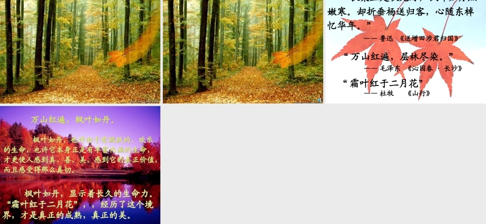 秋五年级语文上册《枫叶如丹》课件3 北师大版-北师大版小学五年级上册语文课件