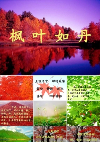 秋五年级语文上册《枫叶如丹》课件3 北师大版-北师大版小学五年级上册语文课件