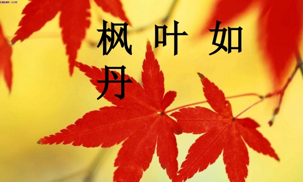 秋五年级语文上册《枫叶如丹》课件4 北师大版-北师大版小学五年级上册语文课件