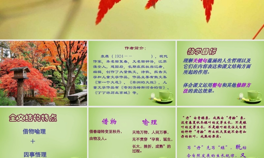 秋五年级语文上册《枫叶如丹》课件4 北师大版-北师大版小学五年级上册语文课件