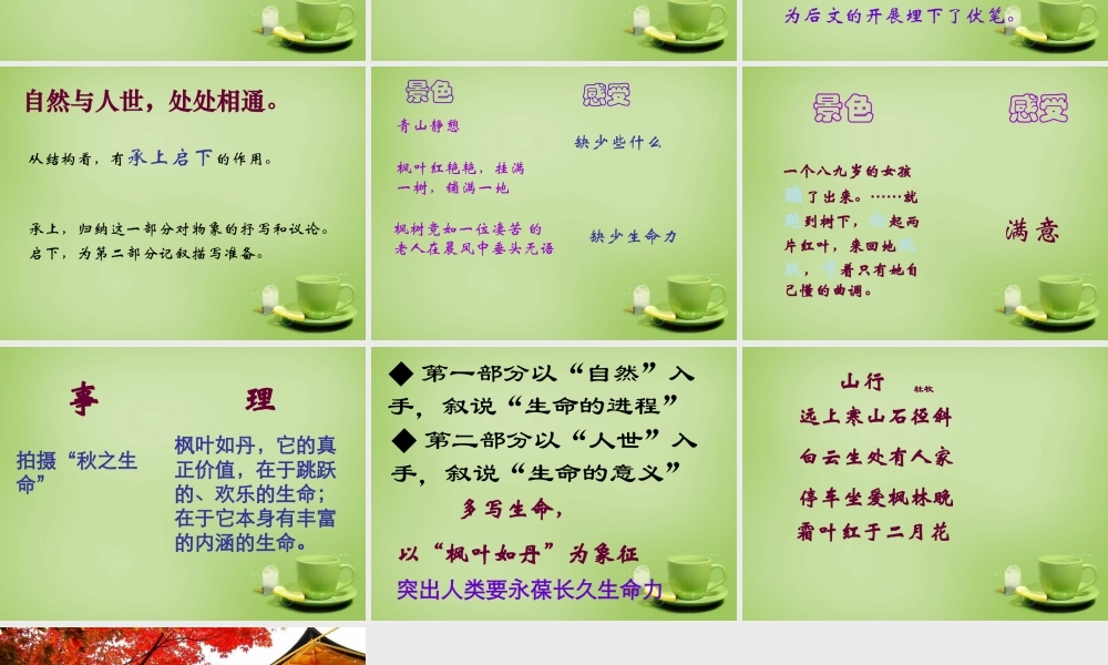 秋五年级语文上册《枫叶如丹》课件4 北师大版-北师大版小学五年级上册语文课件