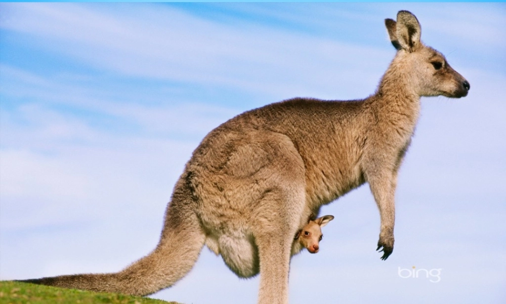 秋三年级语文上册《悉尼歌剧院》课件1 沪教版-沪教版小学三年级上册语文课件