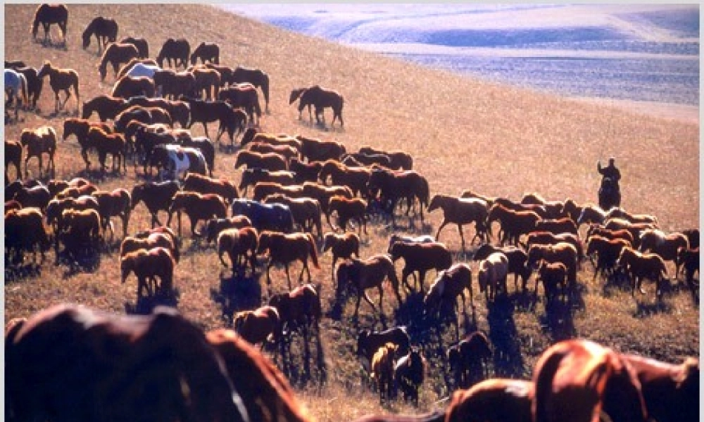秋五年级语文上册《巩乃斯的马》课件3 北师大版-北师大版小学五年级上册语文课件