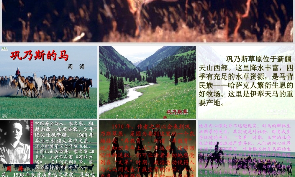 秋五年级语文上册《巩乃斯的马》课件3 北师大版-北师大版小学五年级上册语文课件