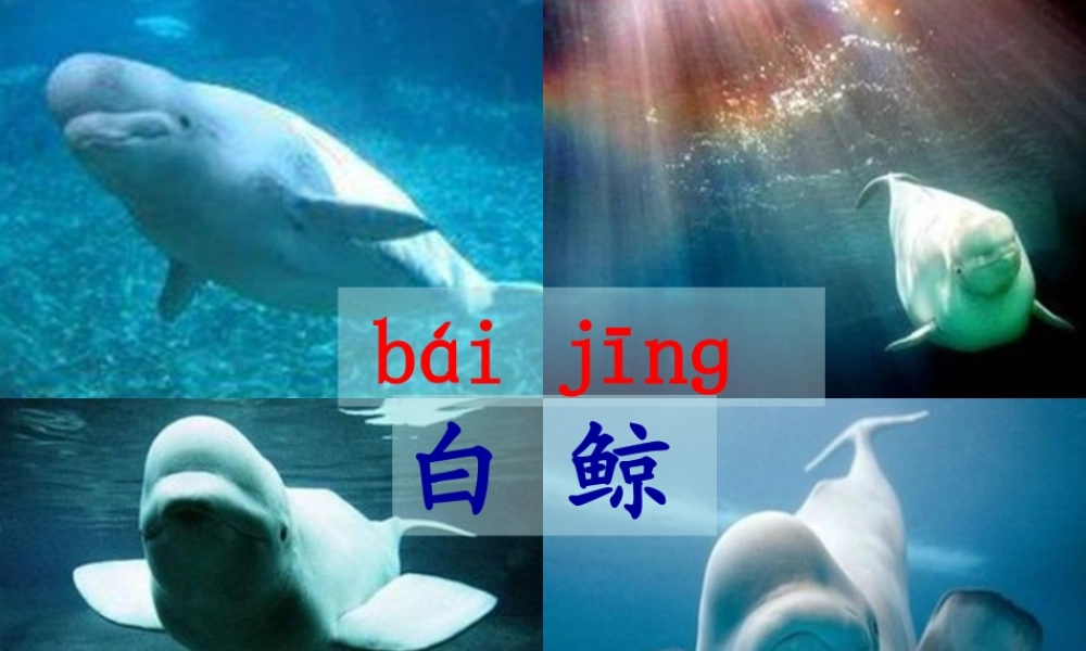 秋三年级语文上册《喜爱音乐的白鲸》课件1 北师大版-北师大版小学三年级上册语文课件