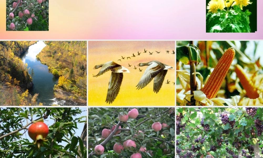 秋二年级语文上册《秋天到》课件5 北师大版-北师大版小学二年级上册语文课件