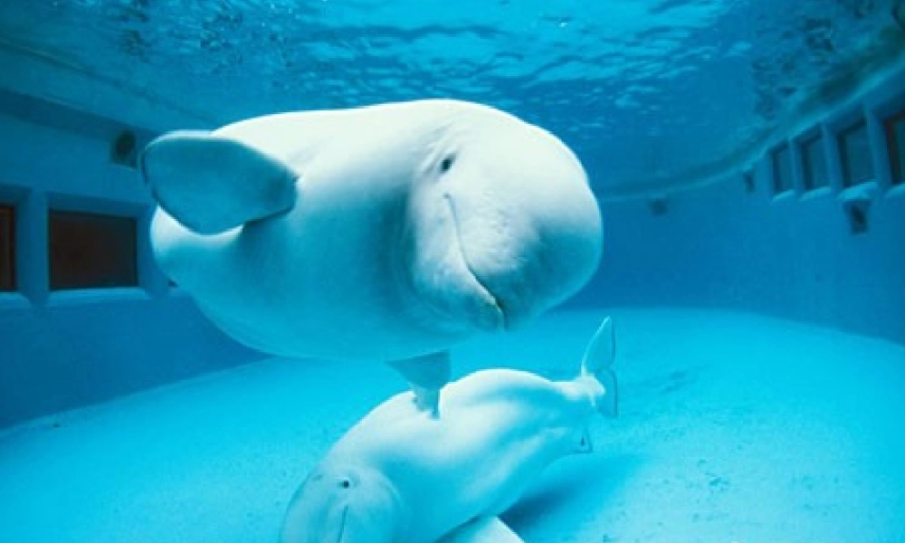 秋三年级语文上册《喜爱音乐的白鲸》课件5 北师大版-北师大版小学三年级上册语文课件