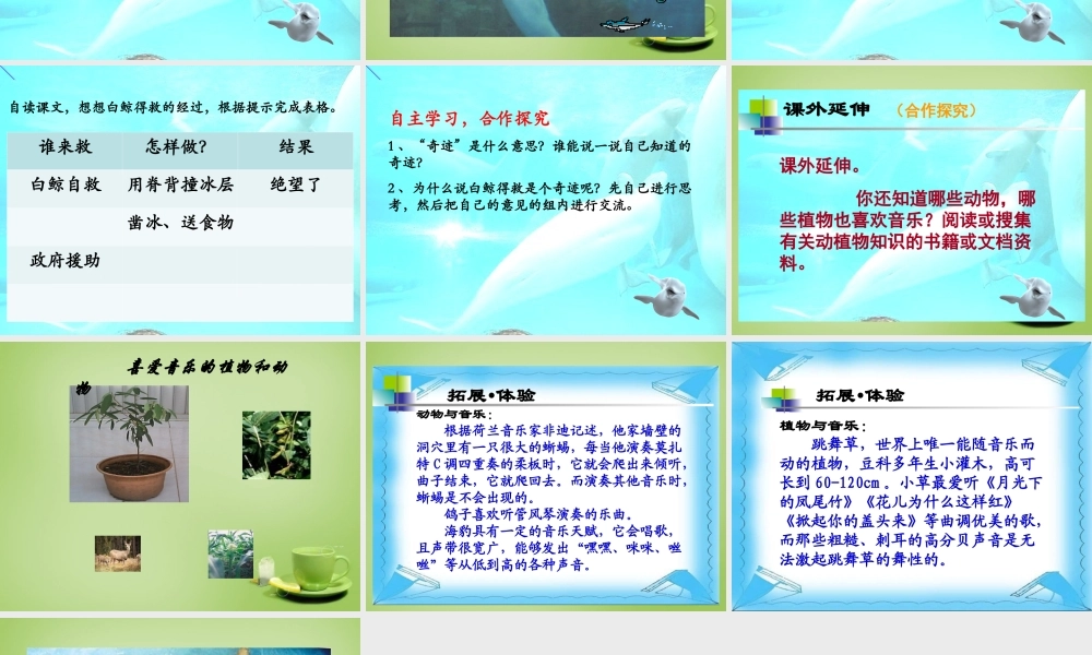 秋三年级语文上册《喜爱音乐的白鲸》课件5 北师大版-北师大版小学三年级上册语文课件