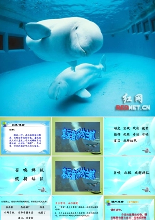 秋三年级语文上册《喜爱音乐的白鲸》课件5 北师大版-北师大版小学三年级上册语文课件