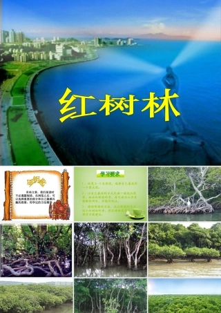 秋五年级语文上册《红树林》课件2 北师大版-北师大版小学五年级上册语文课件