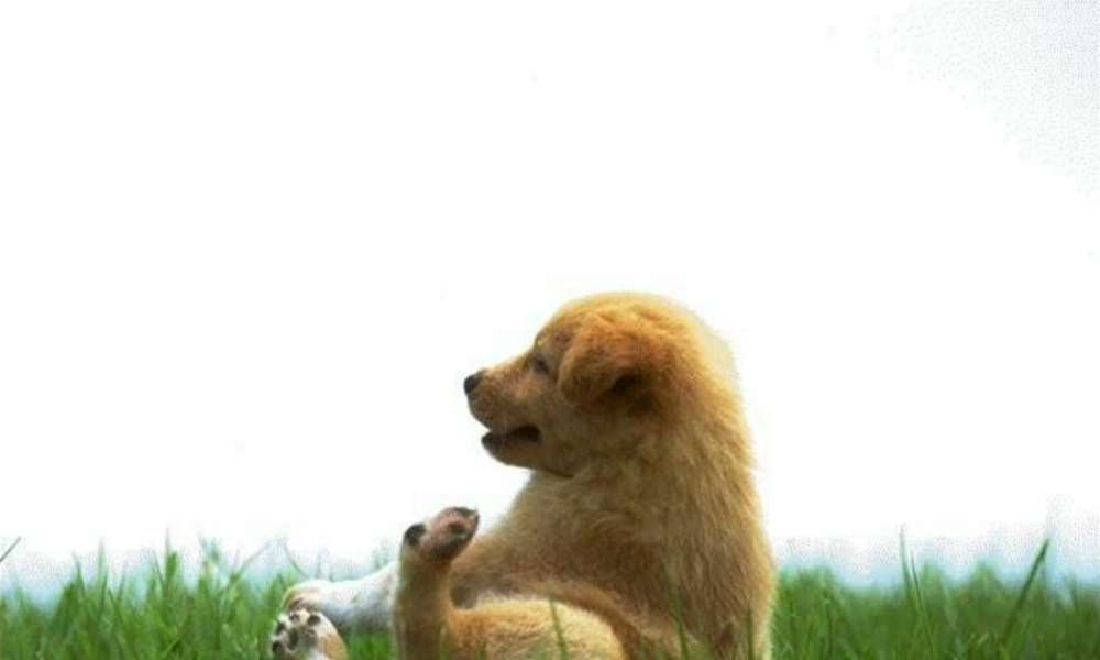 秋三年级语文上册《小狗杜克》课件1 沪教版-沪教版小学三年级上册语文课件