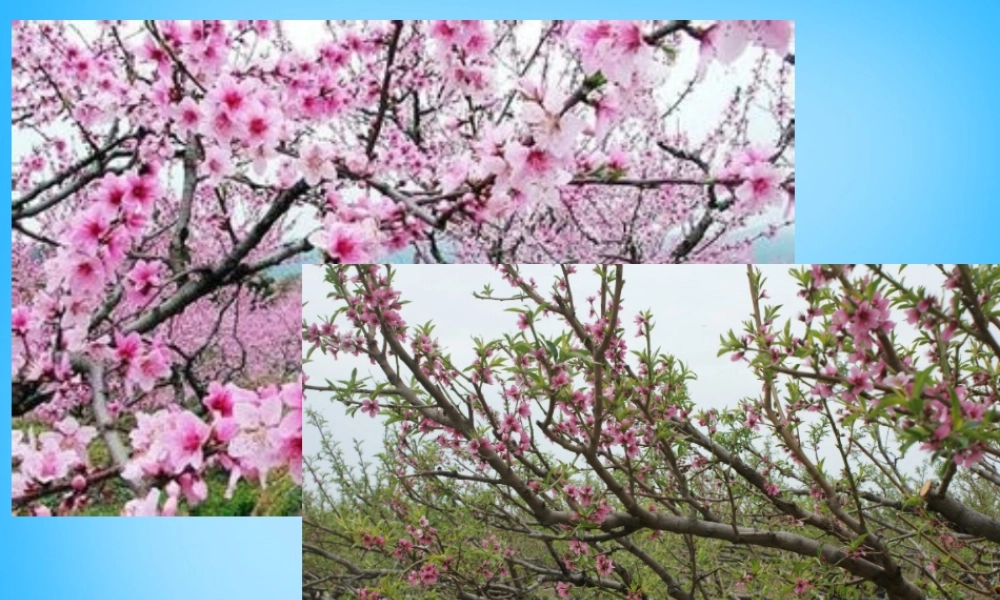 秋二年级语文上册《山里的桃花开得迟》课件3 沪教版-沪教版小学二年级上册语文课件