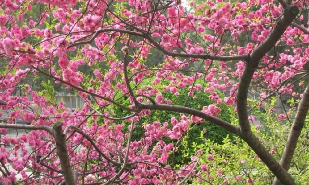 秋二年级语文上册《山里的桃花开得迟》课件4 沪教版-沪教版小学二年级上册语文课件