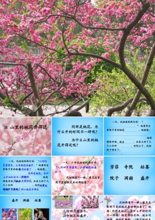 秋二年级语文上册《山里的桃花开得迟》课件4 沪教版-沪教版小学二年级上册语文课件