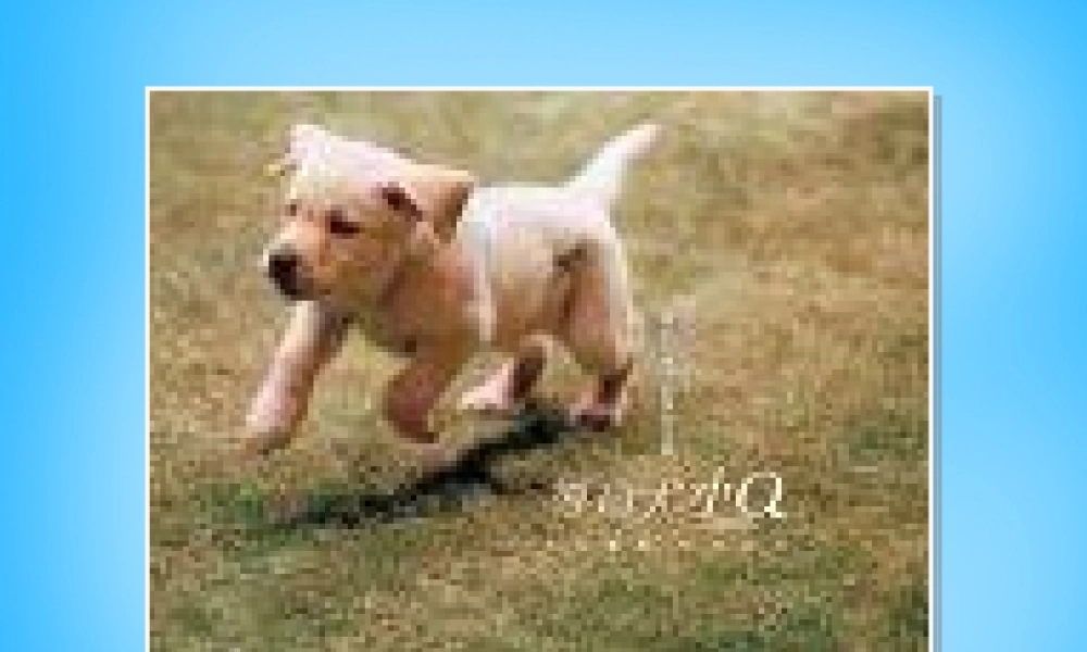 秋三年级语文上册《小狗杜克》课件3 沪教版-沪教版小学三年级上册语文课件