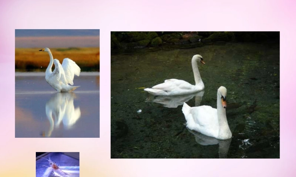 秋二年级语文上册《天鹅、大虾和梭鱼》课件3 北师大版-北师大版小学二年级上册语文课件