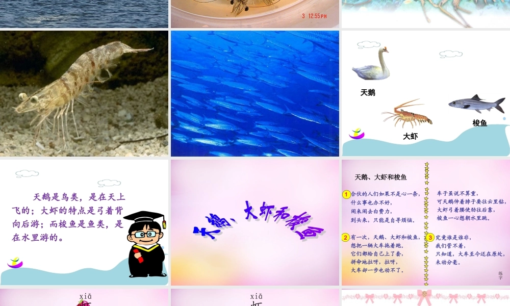 秋二年级语文上册《天鹅、大虾和梭鱼》课件3 北师大版-北师大版小学二年级上册语文课件