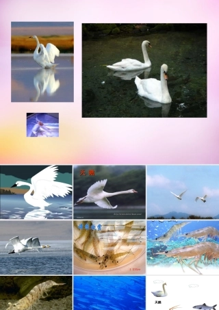 秋二年级语文上册《天鹅、大虾和梭鱼》课件3 北师大版-北师大版小学二年级上册语文课件