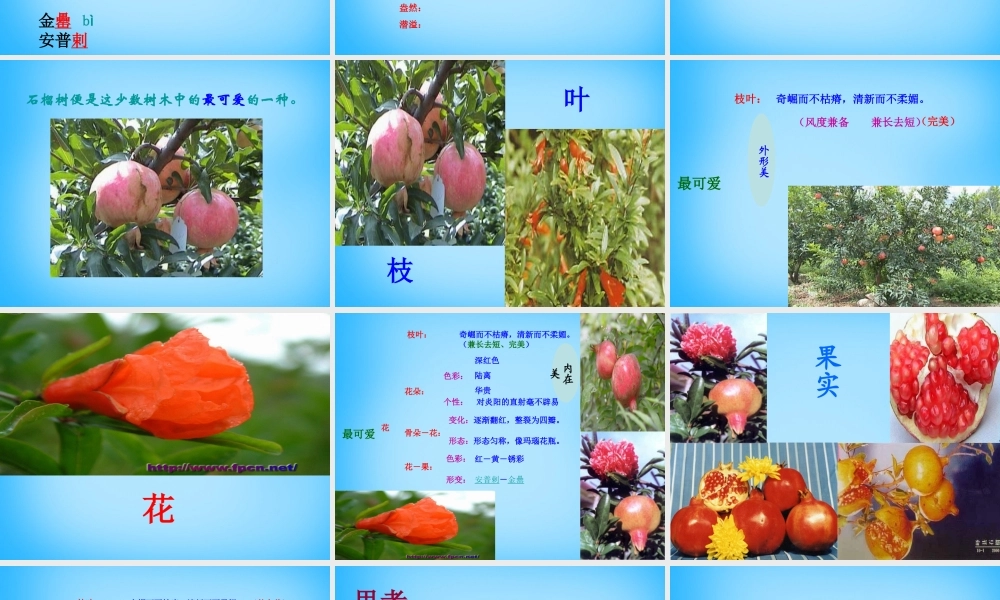 秋二年级语文上册《石榴》课件2 沪教版-沪教版小学二年级上册语文课件