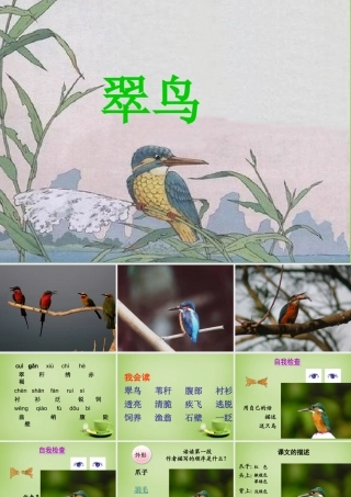 秋三年级语文上册《翠鸟》课件2 北师大版-北师大版小学三年级上册语文课件