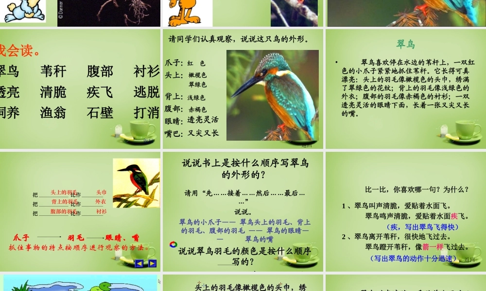 秋三年级语文上册《翠鸟》课件3 北师大版-北师大版小学三年级上册语文课件